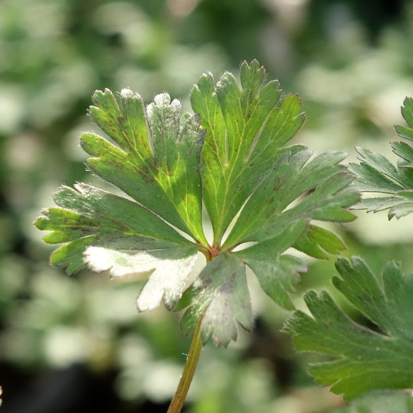 Anemone blanda White Splendour (Feuillage)