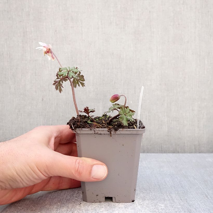 Example of Anemone blanda White Splendour Godet de 8/9 cm calibre 5+ as you get in hiver