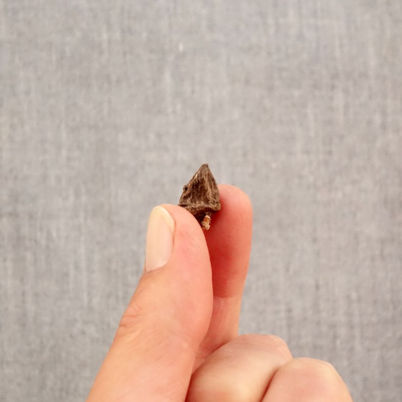 Example of Anemone coronaria en mélange - Anémone de Caen Bulbe calibre 4+ as you get in automne