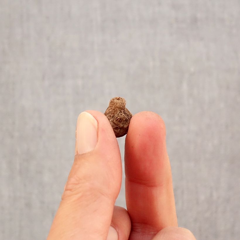 Spécimen de Anemone coronaria Hollandia - Anémone de Caen Bulbe calibre 5 tel que livré en automne