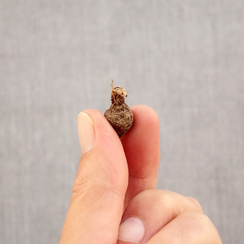 Example of Anemone coronaria Lord Lieutenant - Anémone de Caen Bulbe calibre 5 as you get in automne