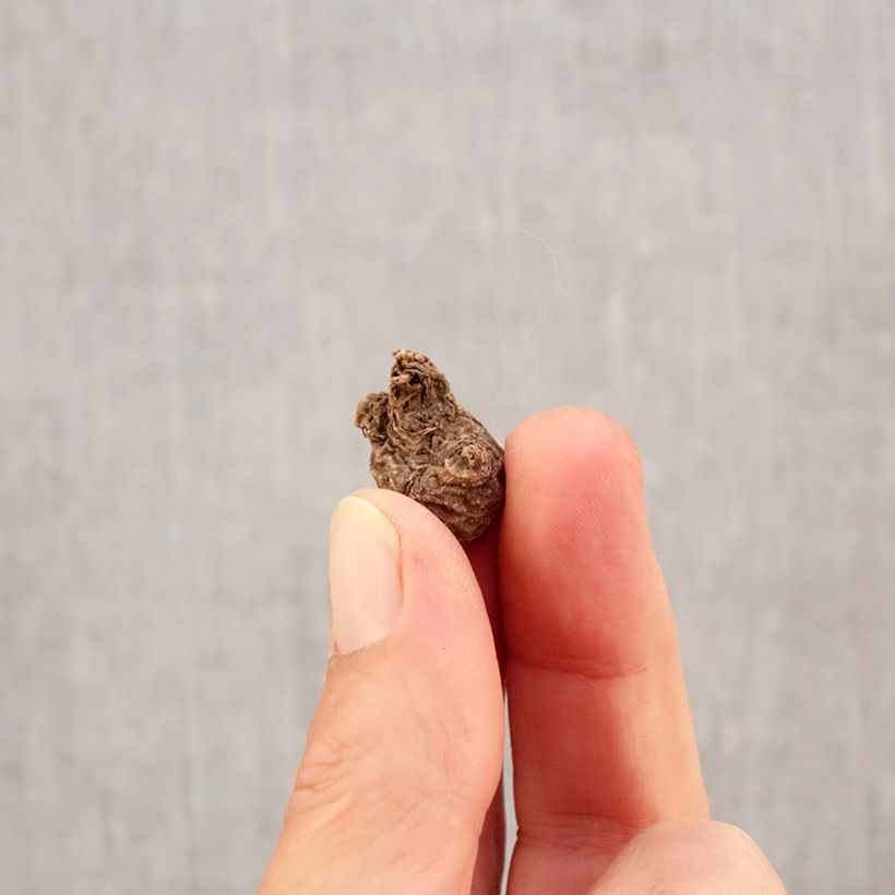 Spécimen de Anemone coronaria The Governor - Anémone de Caen Bulbe calibre 5 tel que livré en automne