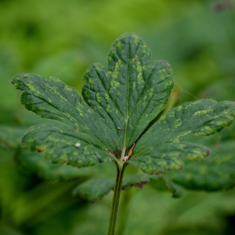 Anémone des rives - Anemone rivularis (Foliage)
