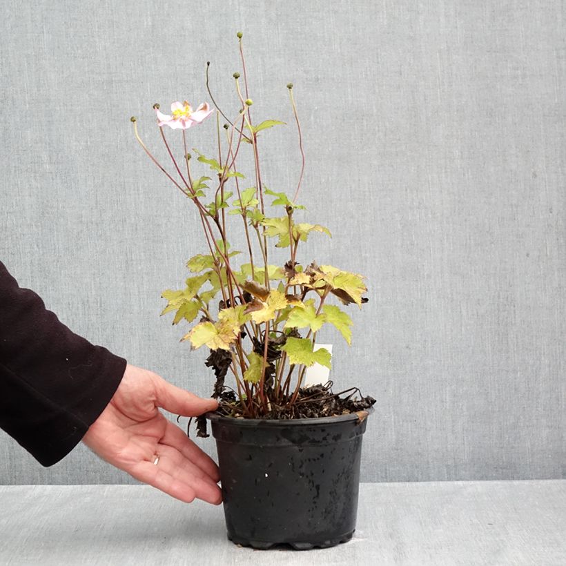 Spécimen de Anémone du Japon Crispa (Lady Gilmour) Pot de 2L/3L tel que livré en automne