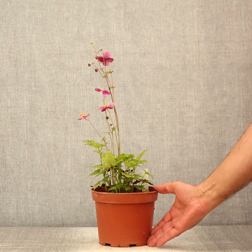 Spécimen de Anémone du Japon Crispa (Lady Gilmour) Pot de 2L/3L tel que livré en été