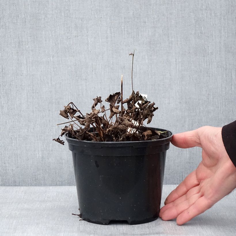 Spécimen de Anémone du Japon Crispa (Lady Gilmour) Pot de 2L/3L tel que livré en hiver