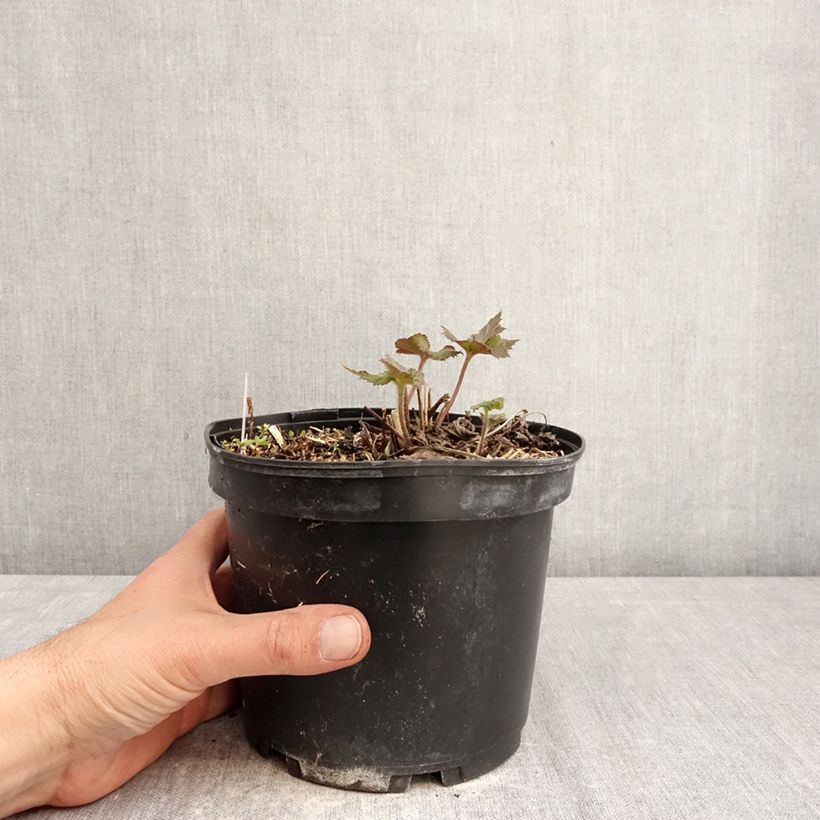 Spécimen de Anémone du Japon Crispa (Lady Gilmour) Pot de 2L/3L tel que livré au printemps