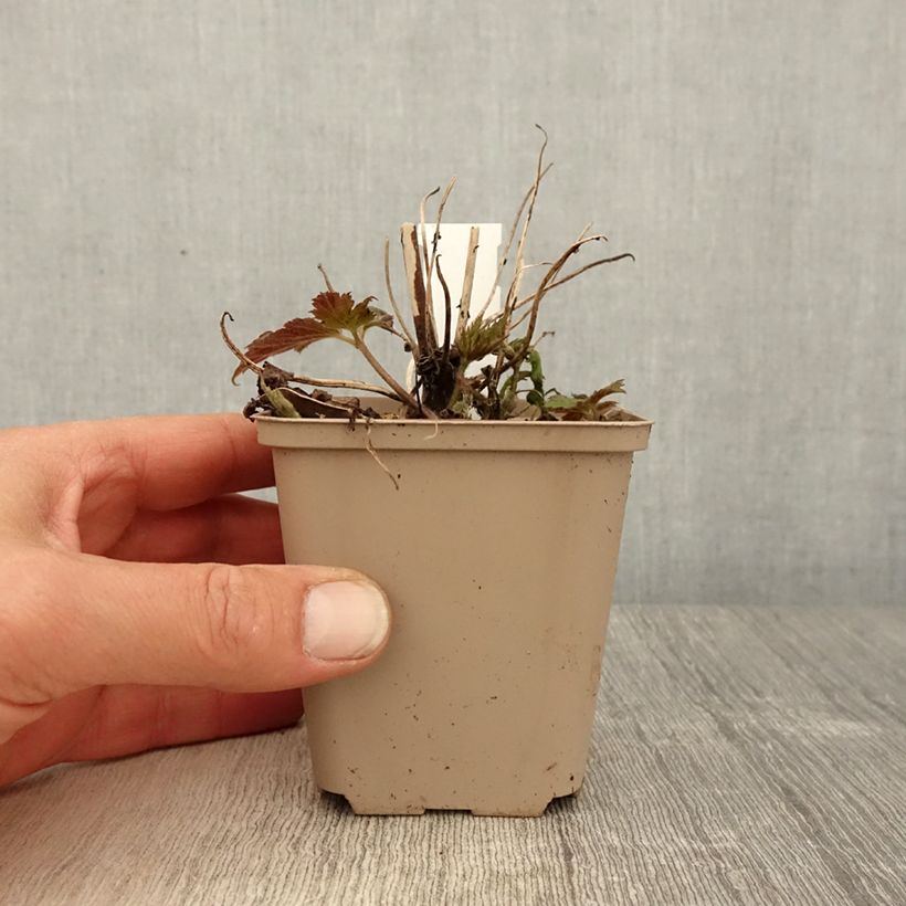 Example of Anemone du Japon Fall in Love Sweetly Godet de 8/9 cm as you get in printemps