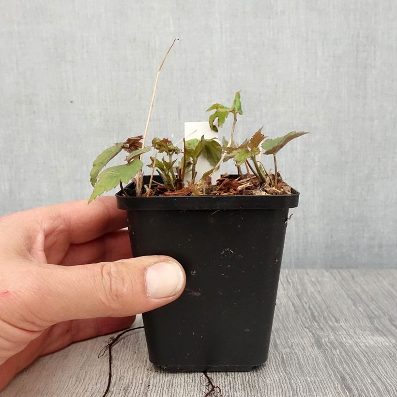 Example of Anémone du Japon Fantasy Ariel Godet de 8/9 cm as you get in printemps