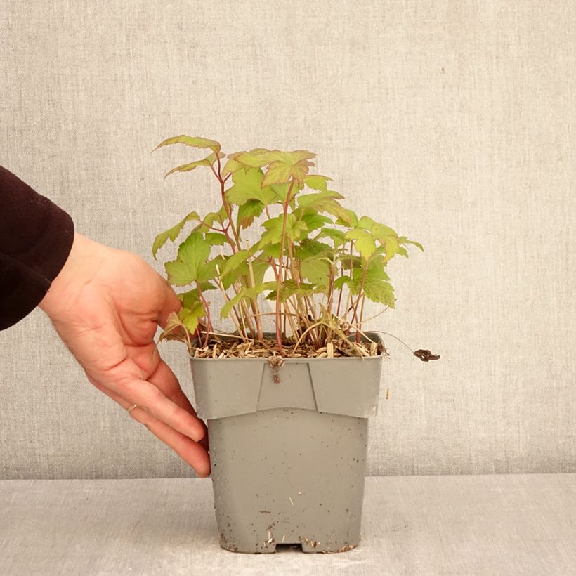 Spécimen de Anémone du Japon Fantasy Ariel Pot de 2L/3L tel que livré au printemps