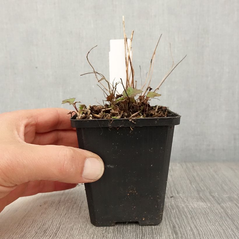 Spécimen de Anemone du Japon Fantasy Red Riding Hood Godet de 8/9 cm tel que livré au printemps