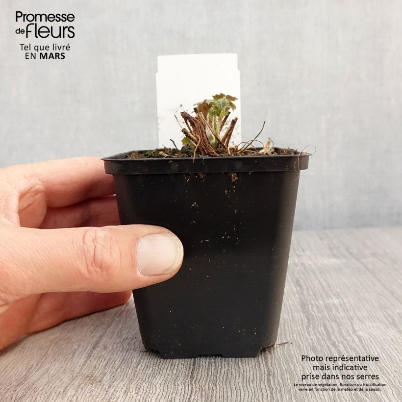 Example of Anémone du Japon hybride Frilly Knickers Godet de 8/9 cm as you get in printemps