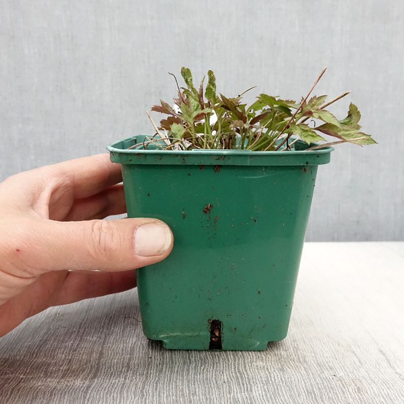 Example of Anémone du Japon Pamina - Anemone hupehensis var. japonica Pot de 1L/1,5L as you get in printemps