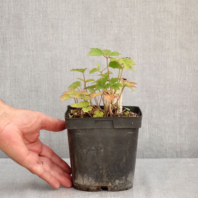 Spécimen de Anémone du Japon Robustissima - Anemone tomentosa Pot de 1,5L/2L tel que livré en été