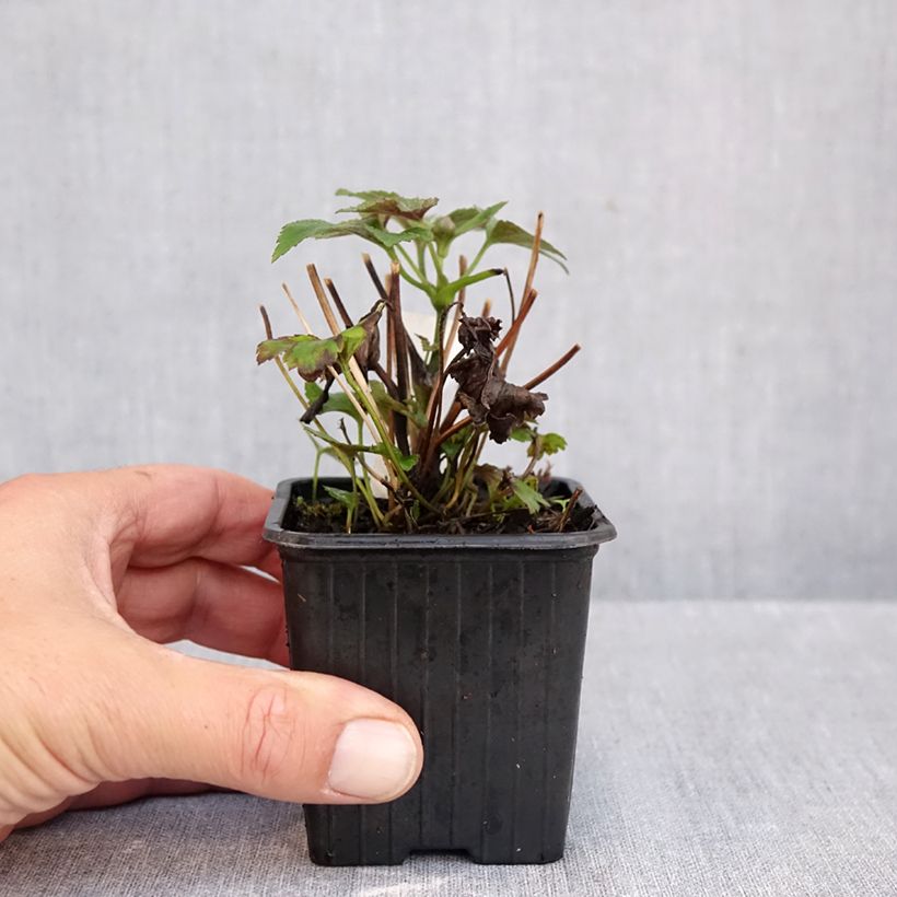 Spécimen de Anémone du Japon Rubra Plena - Anemone hybrida Godet de 8/9 cm tel que livré en automne