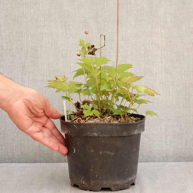 Spécimen de Anemone hupehensis Praecox Pot de 2L/3L tel que livré en été