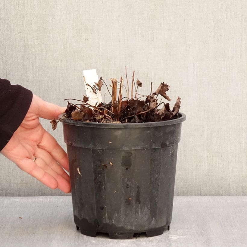 Example of Anemone hupehensis Praecox Pot de 2L/3L as you get in hiver