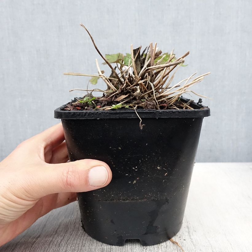 Example of Anemone hybride Elfin Swan - Anémone japonaise. Pot de 2L/3L as you get in printemps