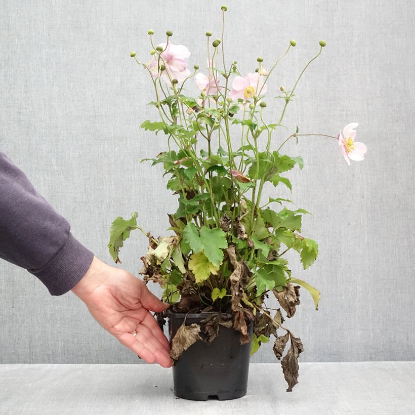 Spécimen de Anemone hybride Royal Blush Pot de 1,5L/2L tel que livré en automne
