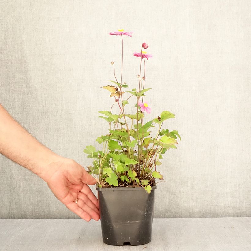 Spécimen de Anemone hybride Royal Blush Pot de 1,5L/2L tel que livré en été