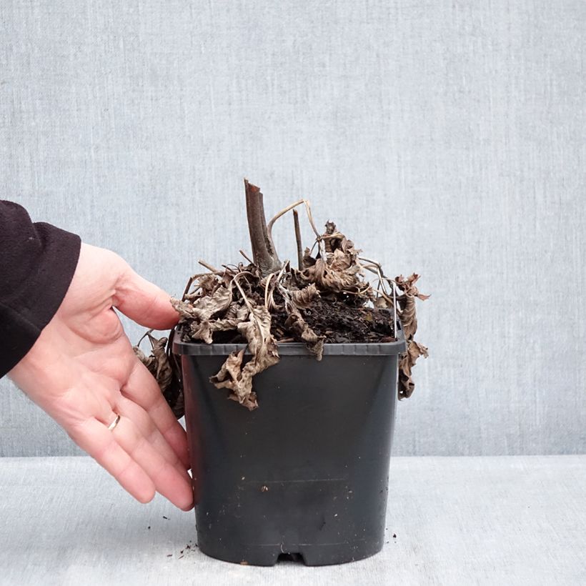 Example of Anemone hybride Royal Blush Pot de 1,5L/2L as you get in hiver