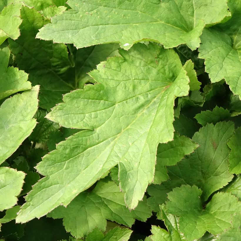 Anemone hybride Royal Pink (Foliage)