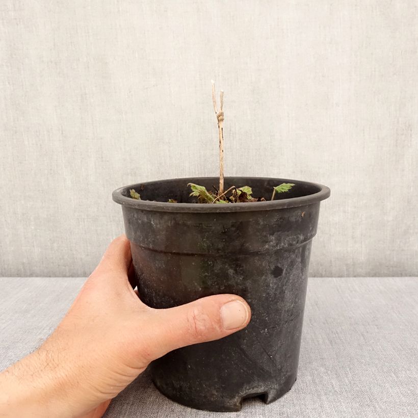 Example of Anémone japonaise Andrea Atkinson - Anemone (x) hybrida Pot de 2L/3L as you get in printemps