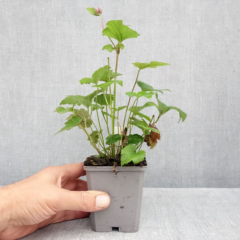 Spécimen de Anémone japonaise Margarete Godet de 8/9 cm tel que livré en automne
