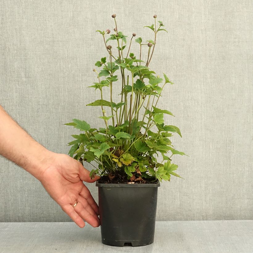 Spécimen de Anémone japonaise Margarete Pot de 2L/3L tel que livré en été
