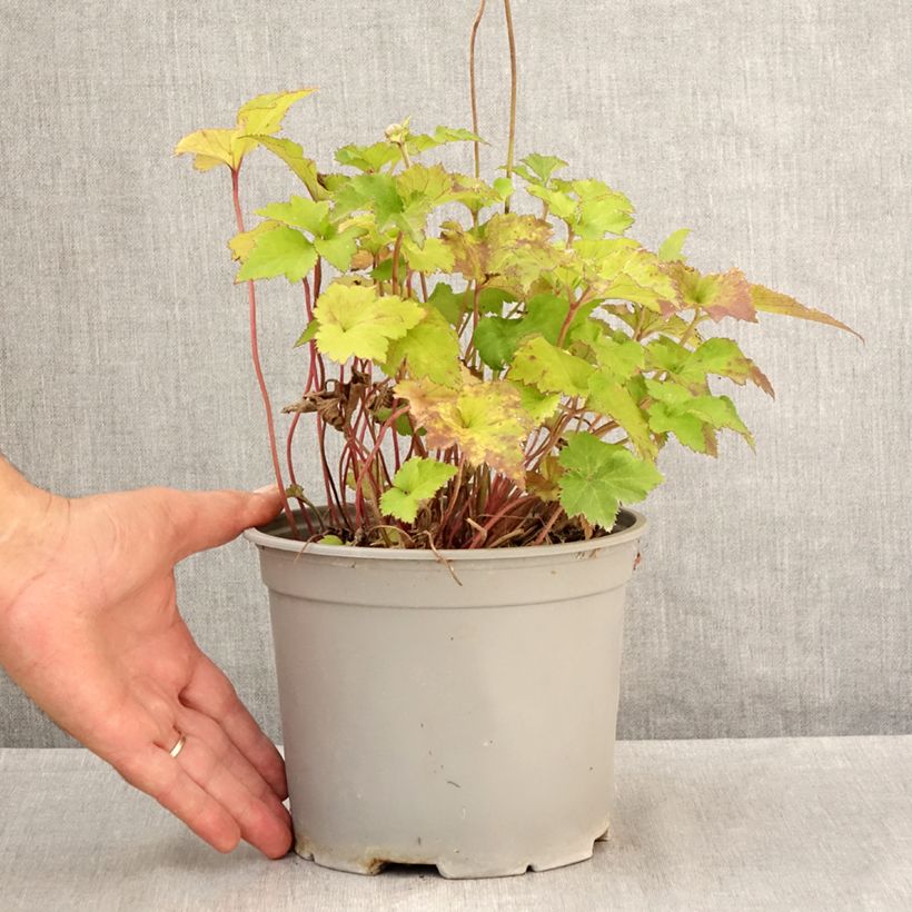 Spécimen de Anémone japonaise Mont Rose Pot de 3L/4L tel que livré en été