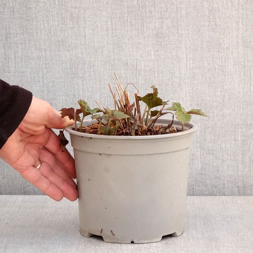 Example of Anémone japonaise Mont Rose Pot de 3L/4L as you get in printemps