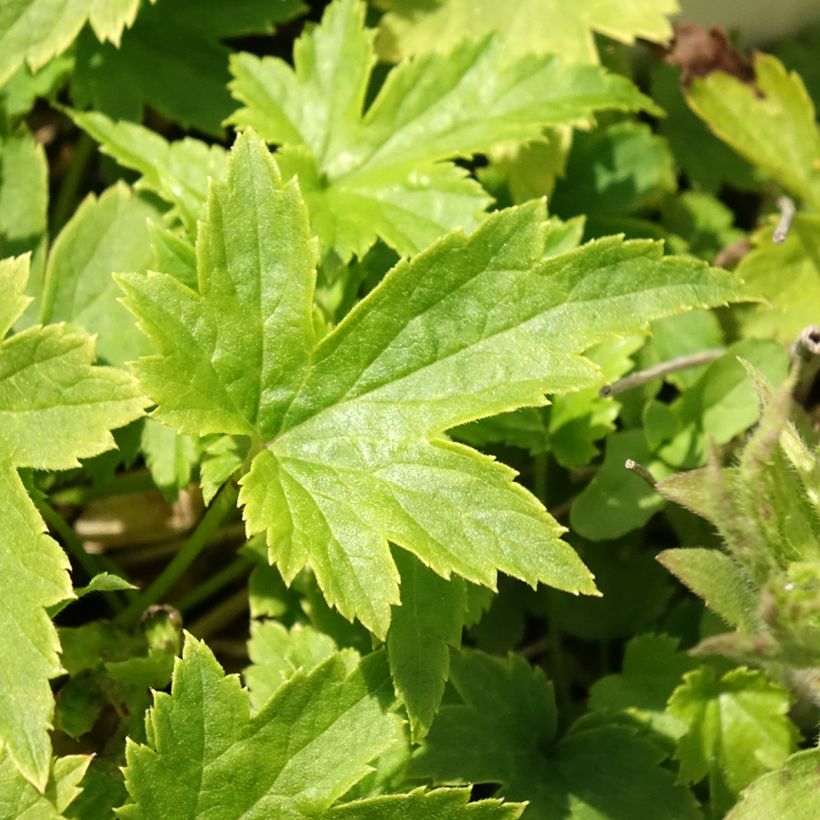 Anémone japonaise Pretty Lady Maria (Foliage)