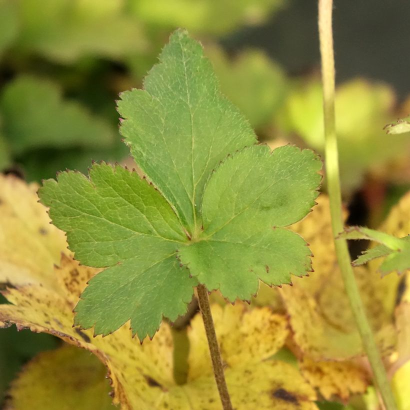 Anémone japonaise Regal Swan (Foliage)
