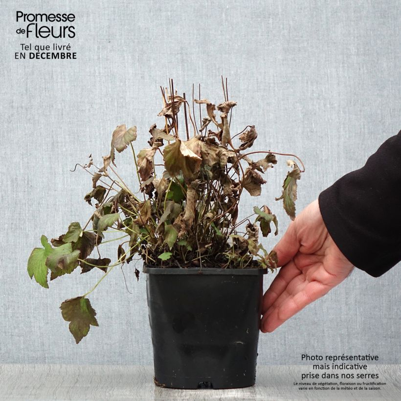 Spécimen de Anémone japonaise Splendens - Anemone hupehensis var.japonica Pot de 2L/3L tel que livré en automne