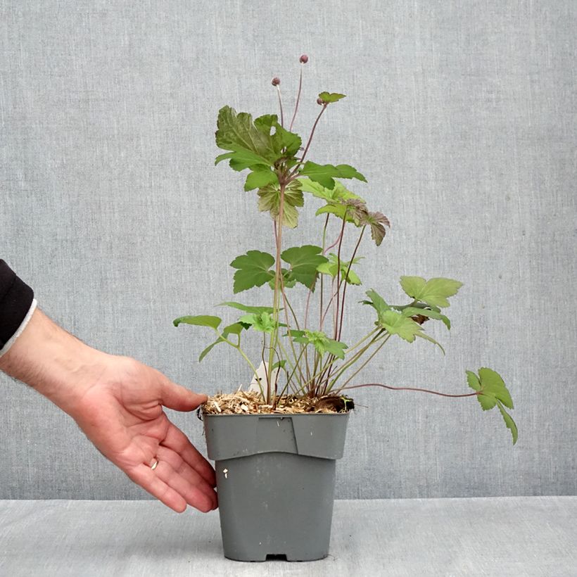 Spécimen de Anémone japonaise Serenade Pot de 2L/3L tel que livré en automne