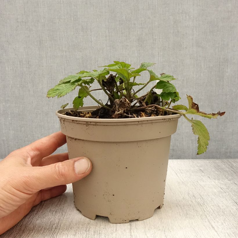 Example of Anémone japonaise Whirlwind Pot de 1,5L/2L as you get in printemps