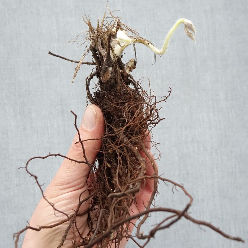 Example of Anémone japonaise Whirlwind Racines nues, Qualité Extra équivalant à un pot de 2L as you get in hiver