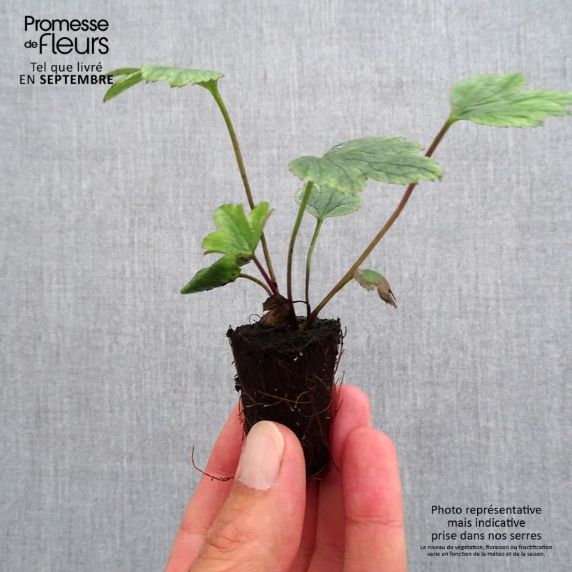 Example of Anémone japonaise Wild Swan Mini-motte Ø 3/4 cm as you get in automne