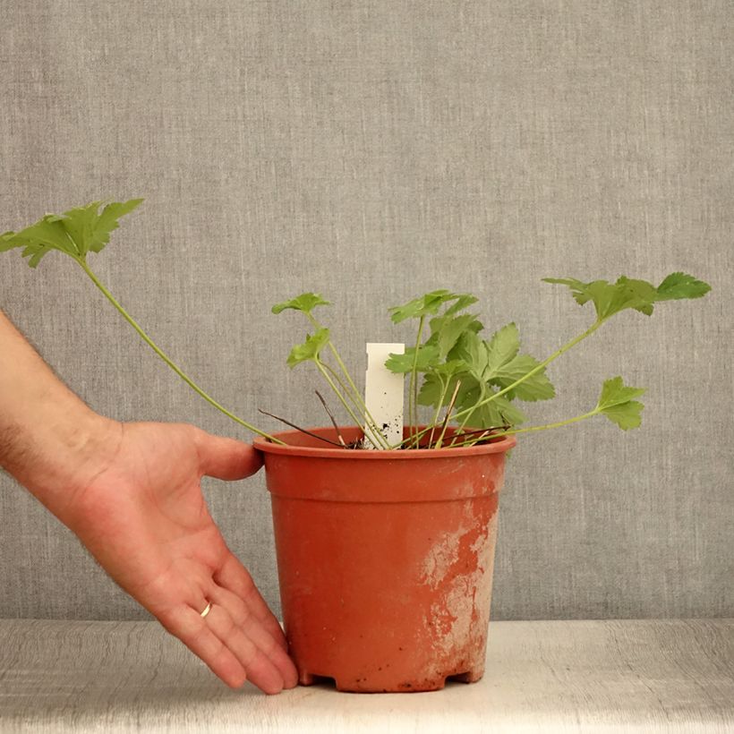 Spécimen de Anemone leveillei Pot de 2L/3L tel que livré en été