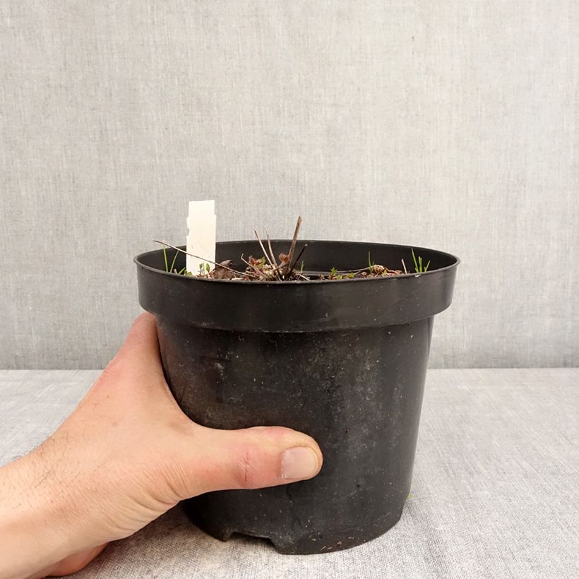 Spécimen de Anemone leveillei Pot de 2L/3L tel que livré au printemps