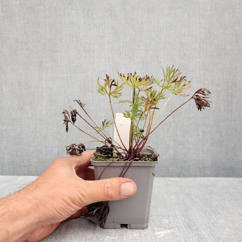 Spécimen de Anemone multifida Rosea - Anémone multifide Godet de 8/9 cm tel que livré en automne