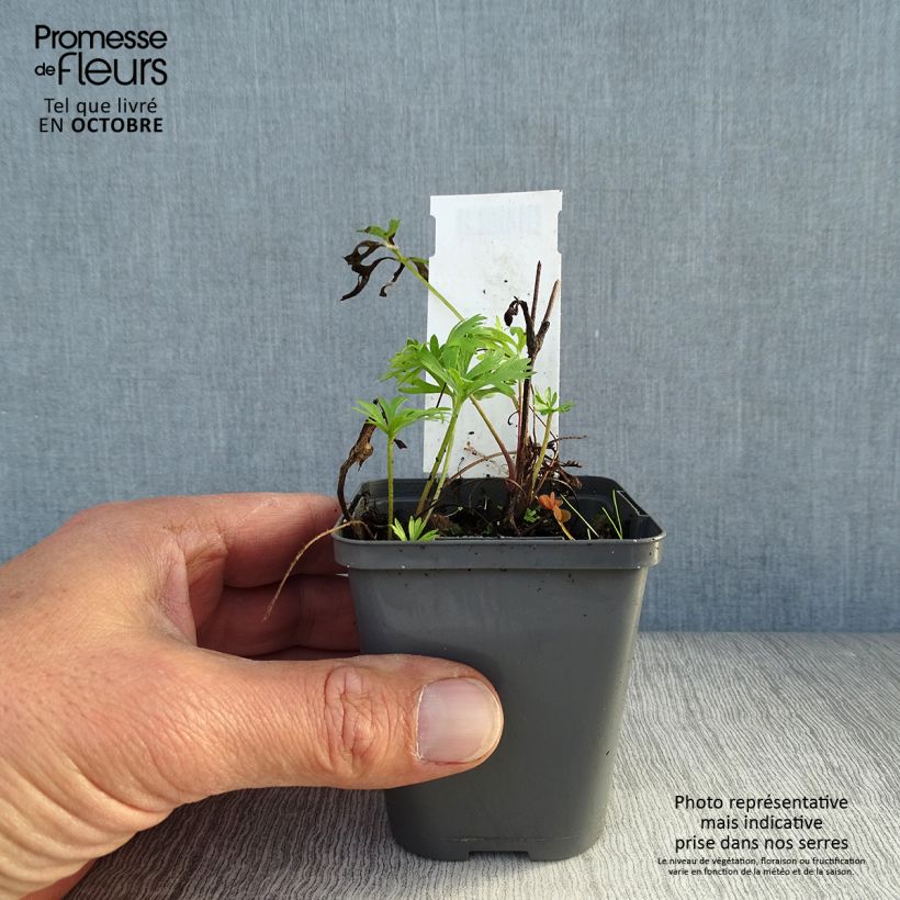 Spécimen de Anemone multifida Rubra - Anémone multifide Godet de 8/9 cm tel que livré en automne