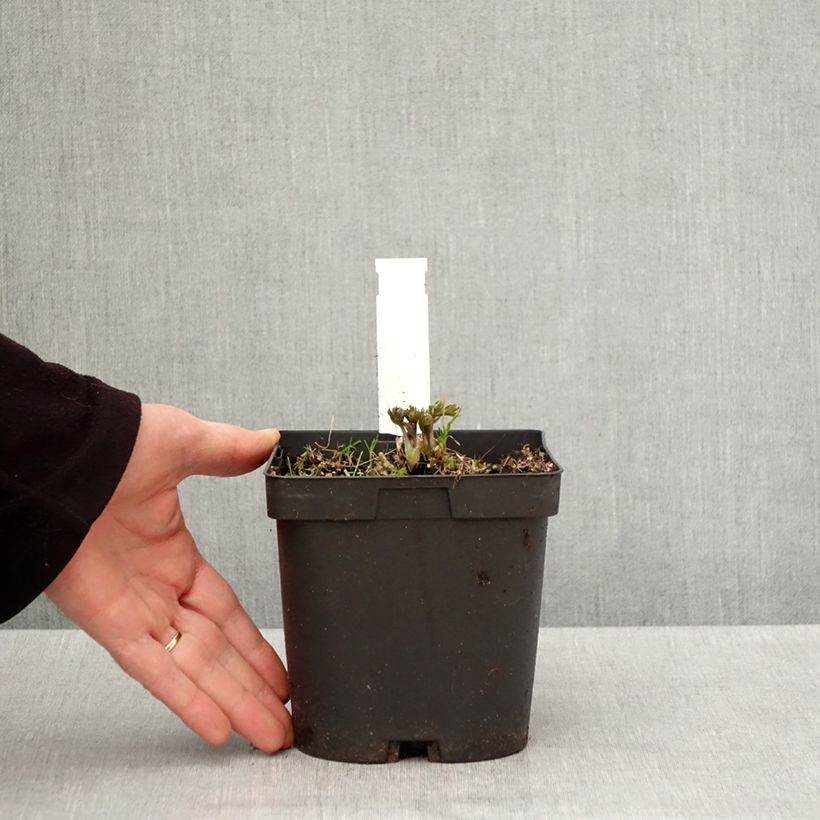 Example of Anemone multifida Rubra - Anémone multifide Pot de 2L/3L as you get in printemps