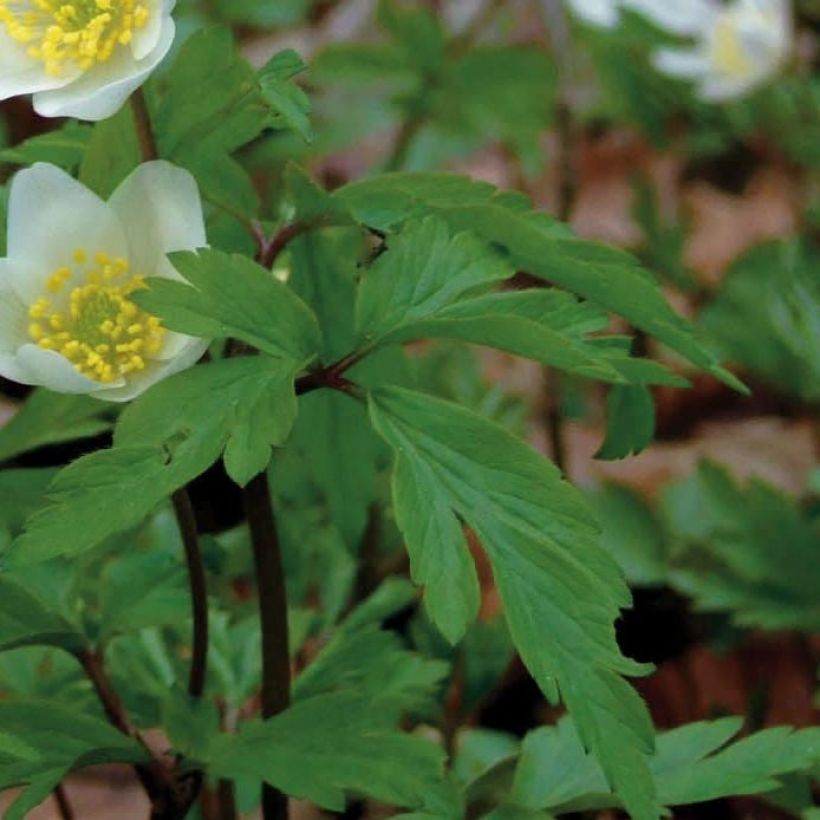 Anemone nemorosa - Anémone des bois (Foliage)