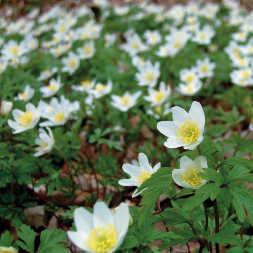 Anemone nemorosa - Anémone des bois (Flowering)