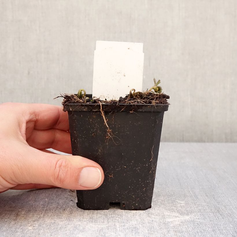 Example of Anemone nemorosa Blue Eyes - Anémone des bois Godet de 8/9 cm calibre I as you get in hiver