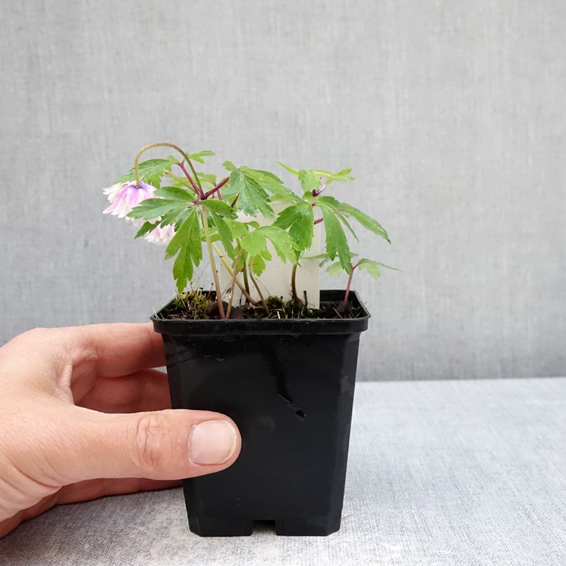 Spécimen de Anemone nemorosa Blue Eyes - Anémone des bois Godet de 8/9 cm calibre I tel que livré au printemps