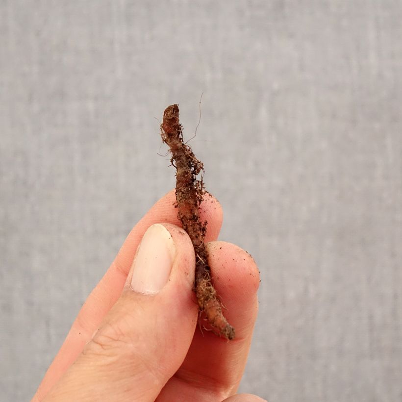 Example of Anemone nemorosa Green Fingers - Anémone des bois Bulbe calibre I as you get in automne