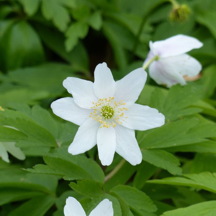Anemone nemorosa Lychette - Anémone des bois (Flowering)