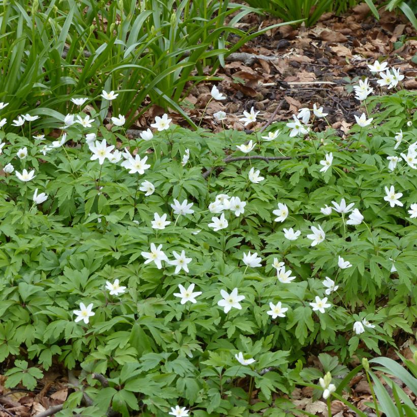 Anemone nemorosa Lychette - Anémone des bois (Plant habit)